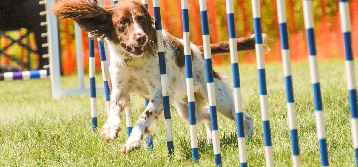 Aac hotsell dog agility
